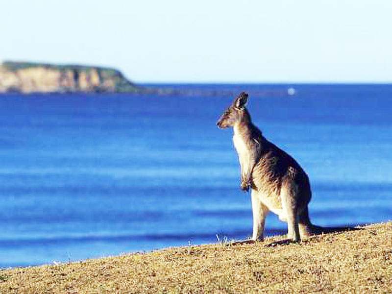 1560683193102064.jpg AOZHOU015DAERWENI34.jpg