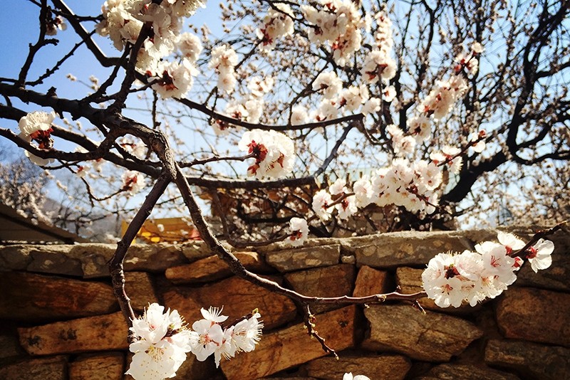 1589780492660964.jpg 諾亞山田鐵鍋005.jpg